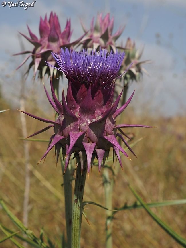 Cynara syriaca  Cynara syriaca,Geotagged,Summer,Syrian Wild Artichoke