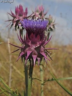 Cynara syriaca  Cynara syriaca,Geotagged,Summer,Syrian Wild Artichoke