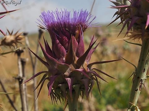 Cynara syriaca  Cynara syriaca,Israel,Syrian Wild Artichoke