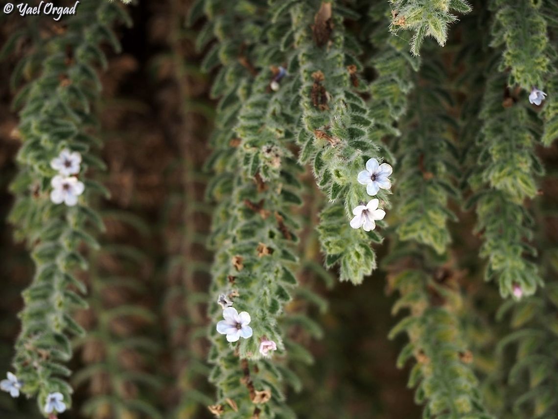 Alkanna strigosa  Alkanna strigosa,Geotagged,Israel,Summer