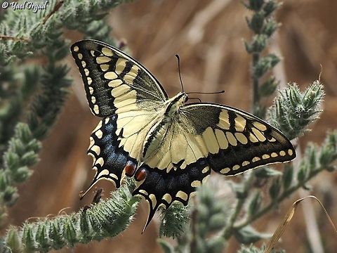 Swallowtail  Geotagged,Israel,Old World swallowtail,Papilio machaon,Summer