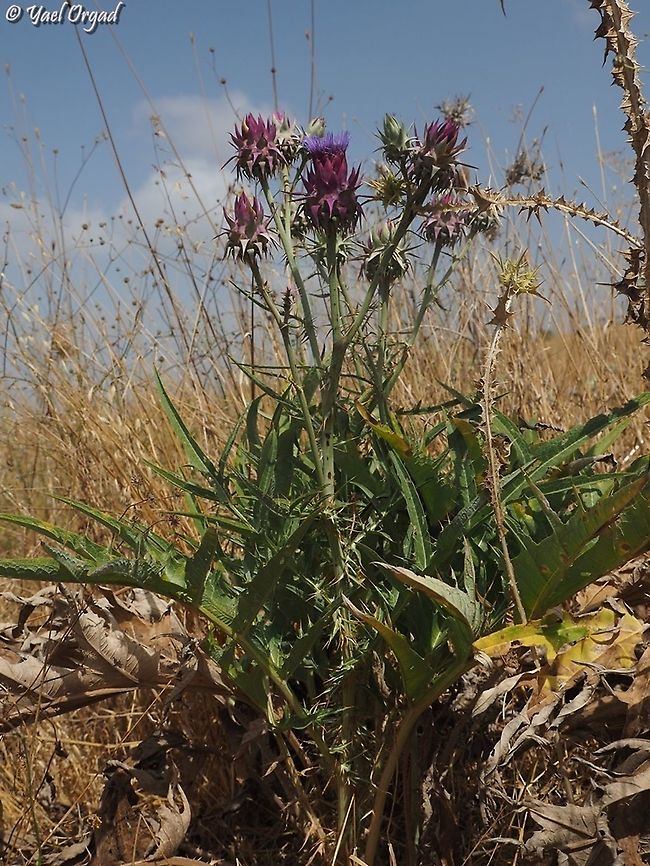 Cynara syriaca  Cynara syriaca,Geotagged,Israel,Summer,Syrian Wild Artichoke
