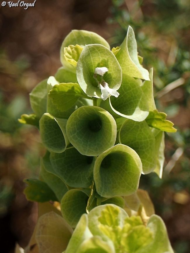 Moluccella laevis  Geotagged,Israel,Moluccella laevis,Summer