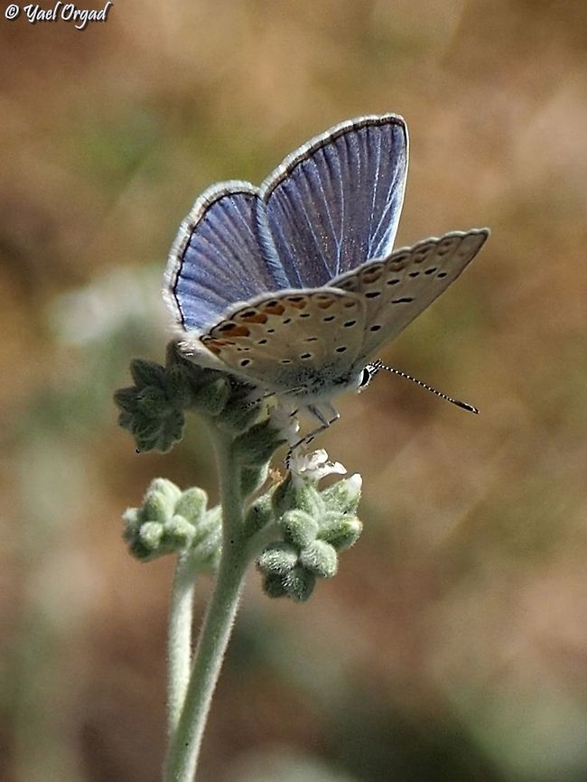 Polyommatus icarus on Heliotropium  Common blue,Geotagged,Israel,Polyommatus icarus,Summer