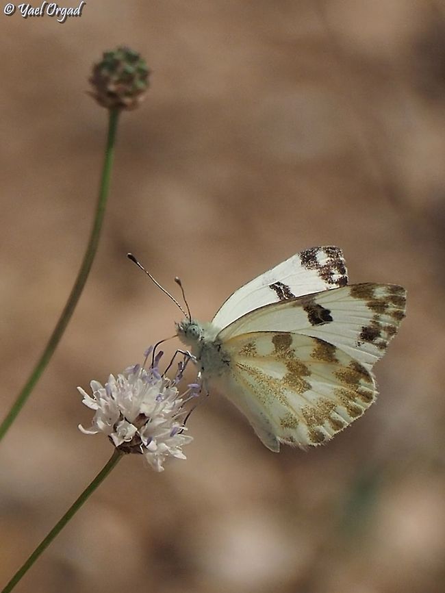 Pontia daplidice on Cephalaria joppensis  Bath White,Geotagged,Israel,Pontia daplidice,Summer