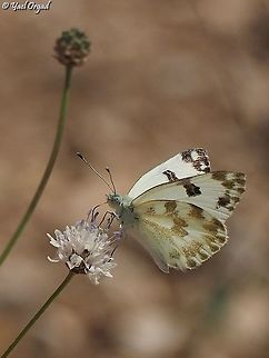 Pontia daplidice on Cephalaria joppensis  Bath White,Geotagged,Israel,Pontia daplidice,Summer
