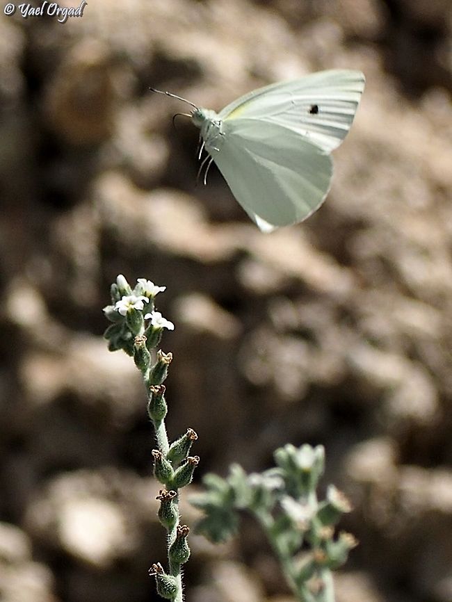 Pieris brassicae on Helitropium  Geotagged,Israel,Large white,Pieris brassicae,Summer