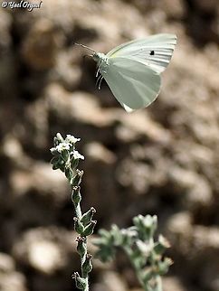 Pieris brassicae on Helitropium  Geotagged,Israel,Large white,Pieris brassicae,Summer