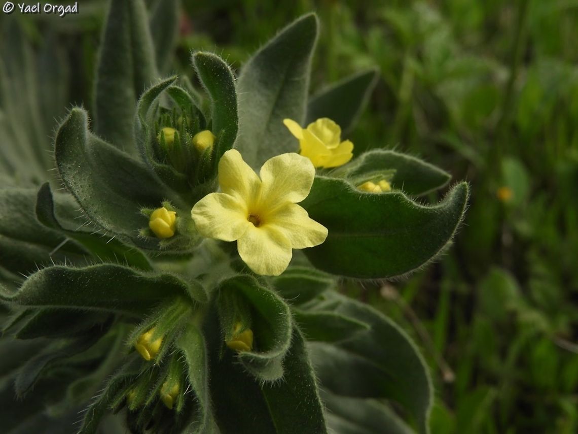 Alkanna galilaea  Alkanna galilaea,Geotagged,Israel,Winter