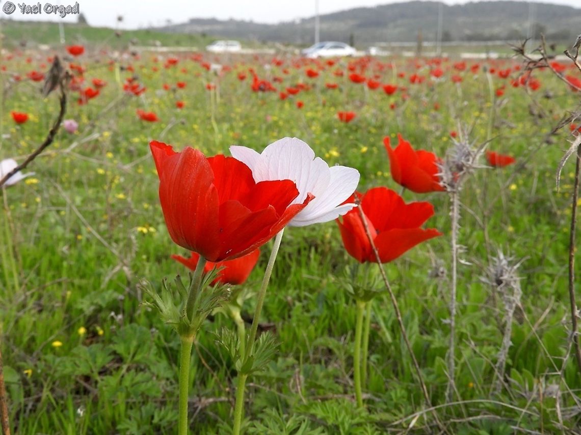 Anemone coronaria field  Anemone coronaria,Geotagged,Israel,Poppy anemone,Winter
