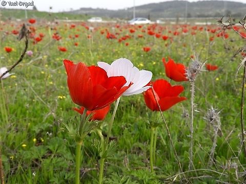 Anemone coronaria field  Anemone coronaria,Geotagged,Israel,Poppy anemone,Winter