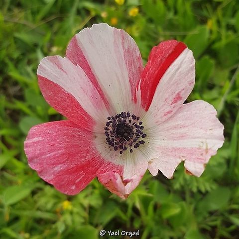 zebra Anemone coronaria just before the coronavirus closure started, I met this incredible Zebra Anemone! Anemone coronaria,Geotagged,Israel,Poppy anemone,Winter