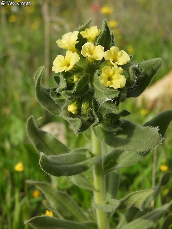 Alkanna galilaea  Alkanna galilaea,Geotagged,Israel,Winter