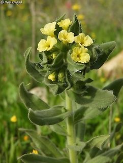 Alkanna galilaea  Alkanna galilaea,Geotagged,Israel,Winter