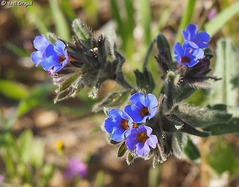 Alkanna tinctoria - Dyer's Alkanet the name "Alkanna" comes from Arabic, and means "the red" - red dye was produced from this Alkanna's roots. 
the flowers are gorgeous blue!  Alkanet,Alkanna tinctoria,Geotagged,Israel,Winter