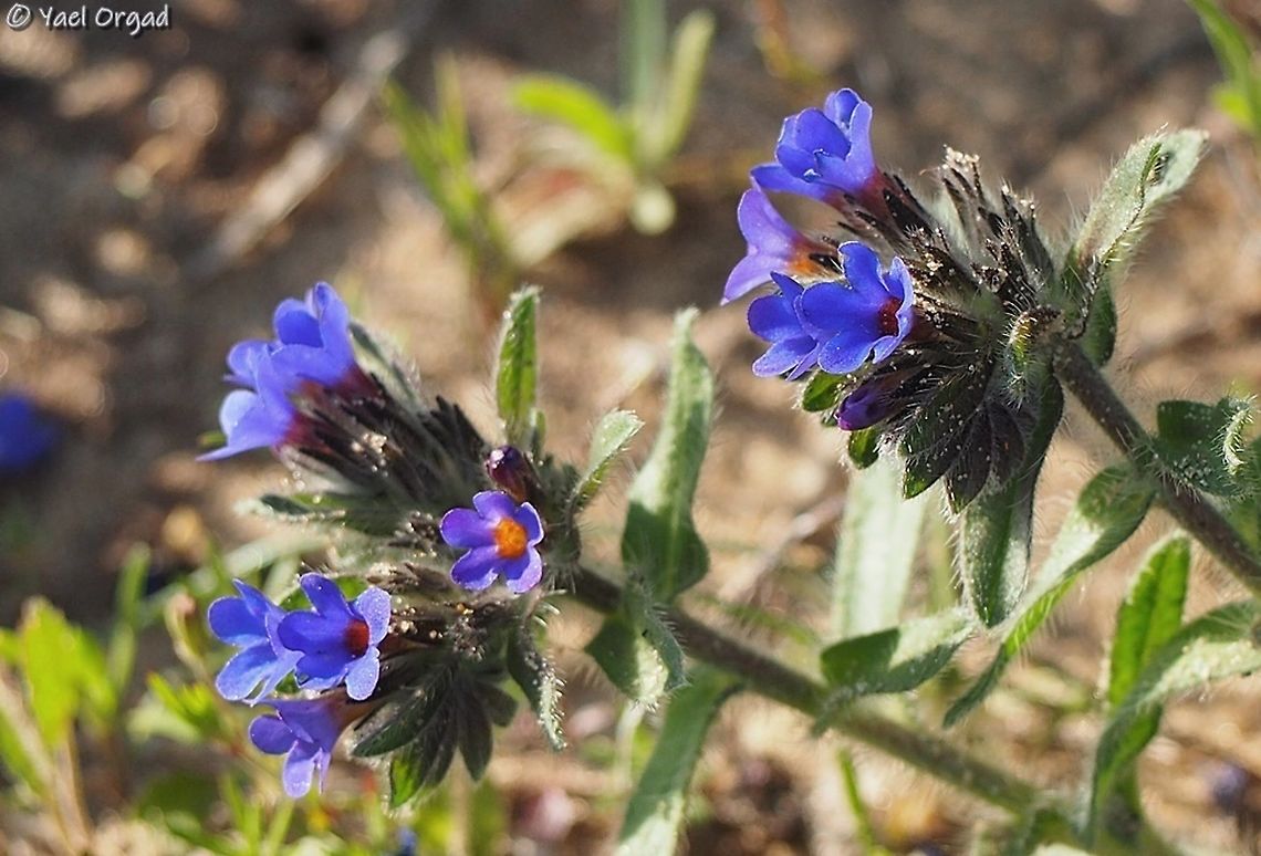 Alkanna tinctoria I never uploaded this Alkanna here?! I must correct this! Alkanet,Alkanna tinctoria,Geotagged,Israel,Winter
