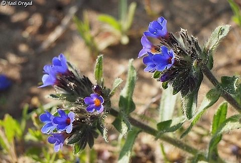 Alkanna tinctoria I never uploaded this Alkanna here?! I must correct this! Alkanet,Alkanna tinctoria,Geotagged,Israel,Winter