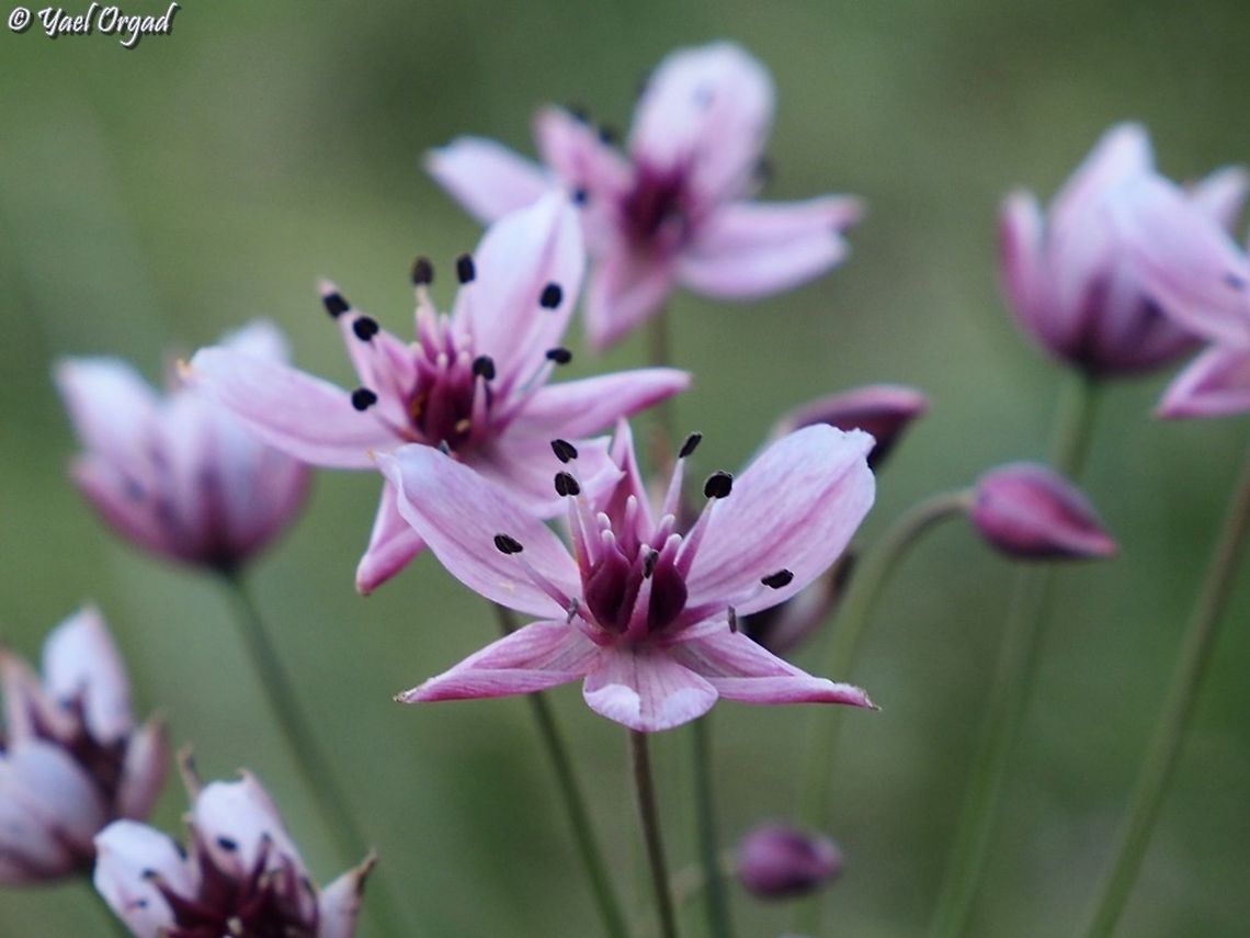 Butomus umbellatus One out of thousands Butomus umbellatus,Flowering rush,Geotagged,Israel,Summer