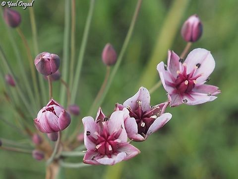 Butomus umbellatus  Butomus umbellatus,Flowering rush,Geotagged,Israel,Summer