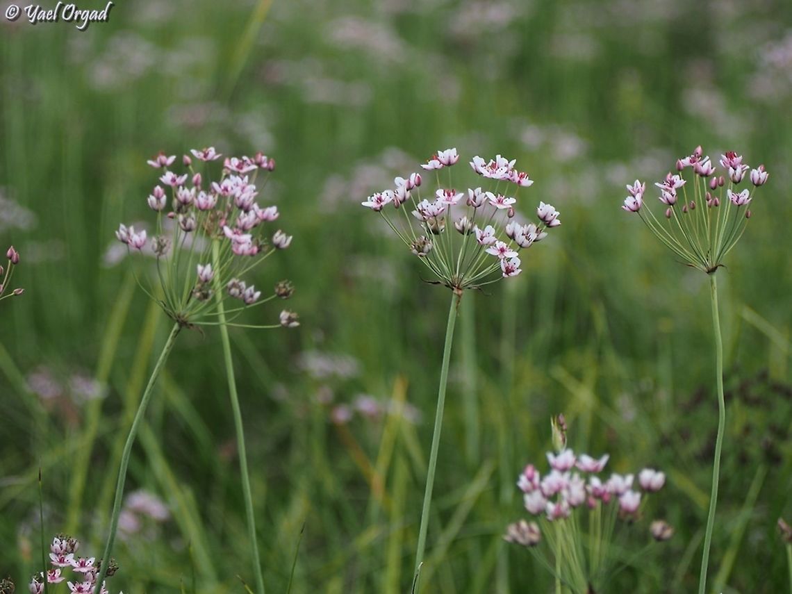 Butomus umbellatus  Butomus umbellatus,Flowering rush,Geotagged,Israel,Summer