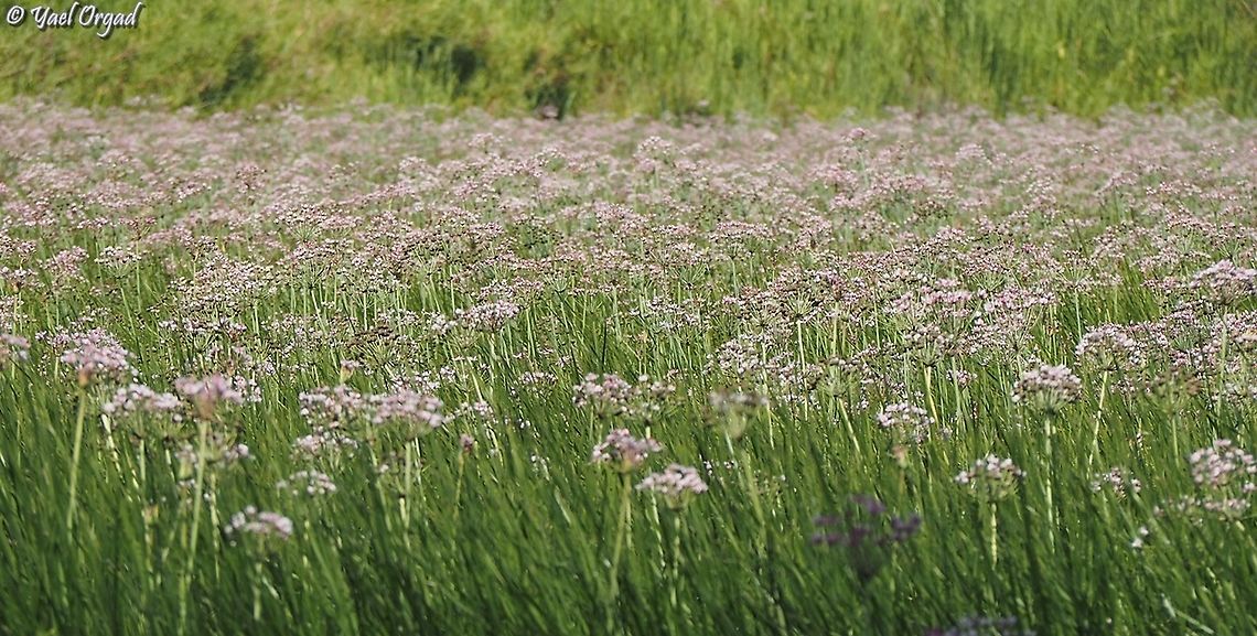 pink all over the whole winter-pond is covered with Butomus umbellatus! Butomus umbellatus,Flowering rush,Geotagged,Israel,Summer