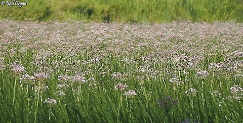 pink all over the whole winter-pond is covered with Butomus umbellatus! Butomus umbellatus,Flowering rush,Geotagged,Israel,Summer