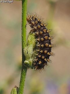 Melitaea syriaca - caterpillar on Verbascum sinuatum  Geotagged,Israel,Melitaea syriaca,Summer,Syrian Fritillary