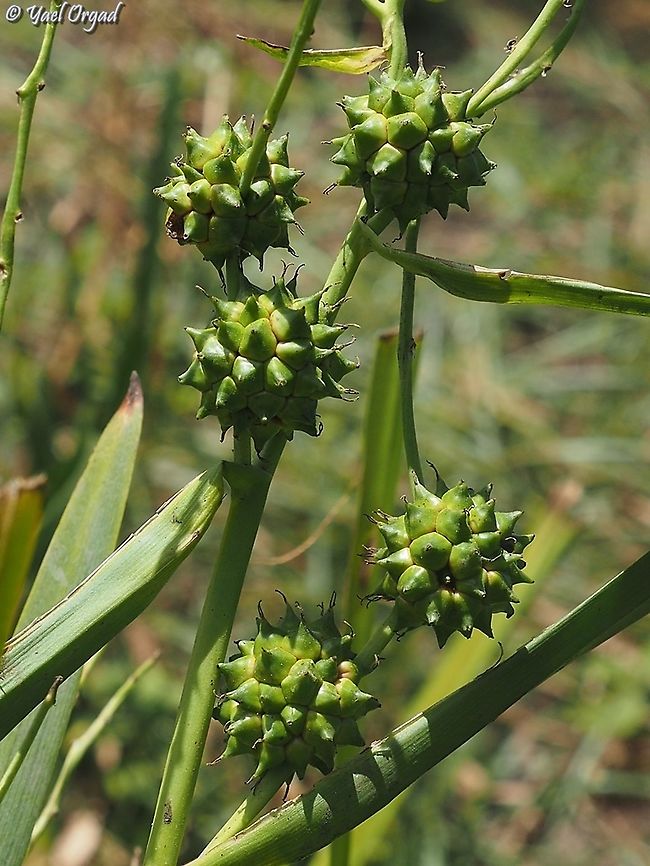 Sparganium erectum  Geotagged,Israel,Sparganium erectum,Summer