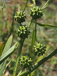 Sparganium erectum  Geotagged,Israel,Sparganium erectum,Summer