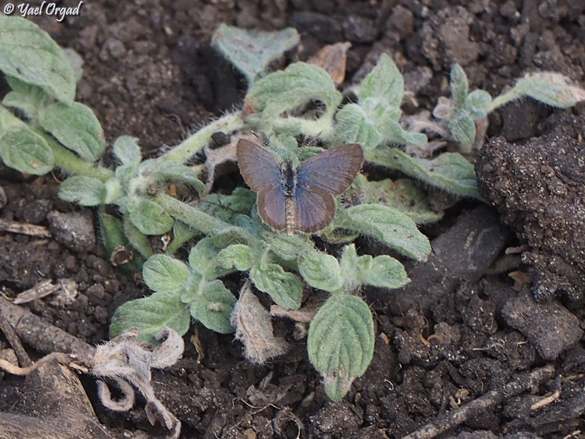 Zizeeria karsandra on Heliotropium  Dark grass blue,Geotagged,Israel,Summer,Zizeeria karsandra