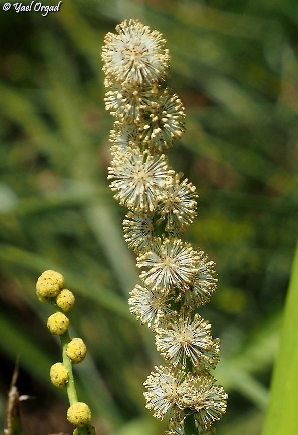 Sparganium erectum - flowers rare and endangered in Israel Geotagged,Israel,Sparganium erectum,Summer