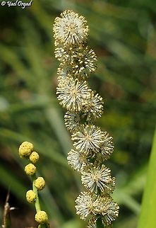 Sparganium erectum - flowers rare and endangered in Israel Geotagged,Israel,Sparganium erectum,Summer