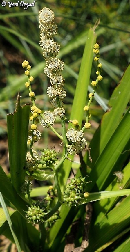 Sparganium erectum  Geotagged,Israel,Sparganium erectum,Summer