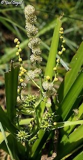 Sparganium erectum  Geotagged,Israel,Sparganium erectum,Summer