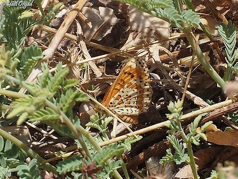 Melitaea syriaca  Geotagged,Israel,Melitaea syriaca,Spring,Syrian Fritillary