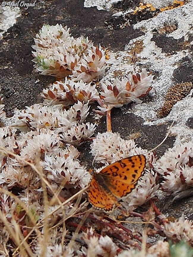 Melitaea syriaca on Paronychia argentea  Geotagged,Israel,Melitaea syriaca,Spring,Syrian Fritillary