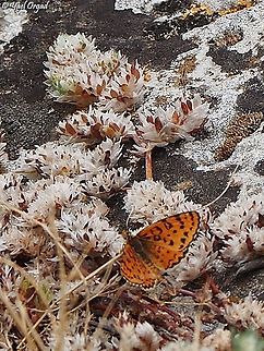 Melitaea syriaca on Paronychia argentea  Geotagged,Israel,Melitaea syriaca,Spring,Syrian Fritillary