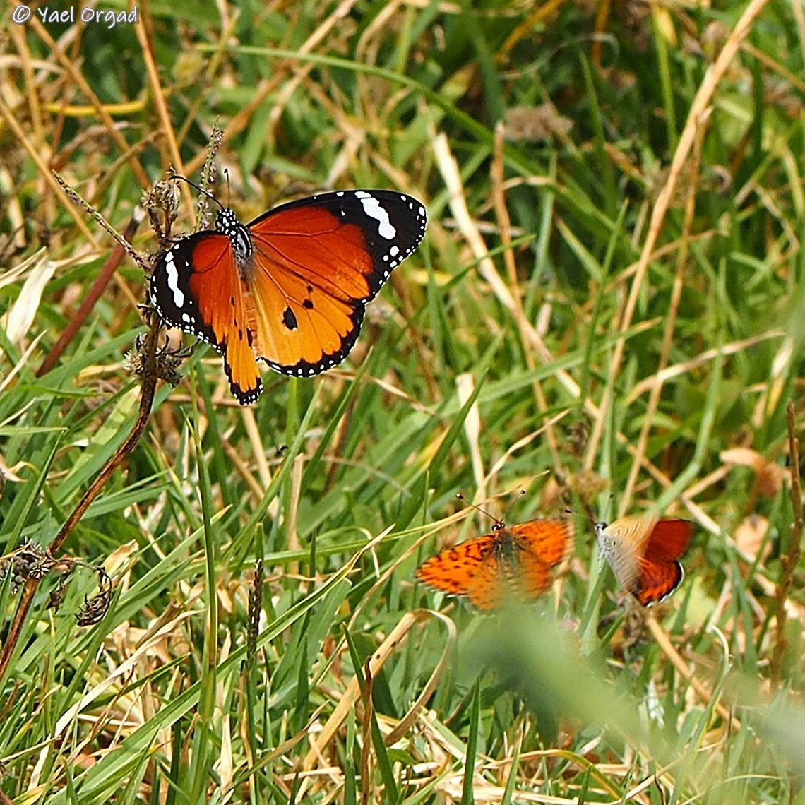 the chase the Danaus chrysippus (big one on the left) just wanted to sit and get some rest - but the little Lycaena thersamon (the one on the right) wouldn&#039;t let it, and chased it all over the field. <br />
at some moment they disturbed a Melitaea syriaca (the middle one) and it flew to another direction...  African Monarch,Danaus chrysippus,Geotagged,Israel,Lycaena thersamon,Melitaea syriaca,Spring