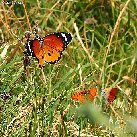 the chase the Danaus chrysippus (big one on the left) just wanted to sit and get some rest - but the little Lycaena thersamon (the one on the right) wouldn't let it, and chased it all over the field. 
at some moment they disturbed a Melitaea syriaca (the middle one) and it flew to another direction...  African Monarch,Danaus chrysippus,Geotagged,Israel,Lycaena thersamon,Melitaea syriaca,Spring