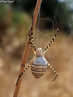 Argiope trifasciata  Argiope trifasciata,Geotagged,Israel,Summer