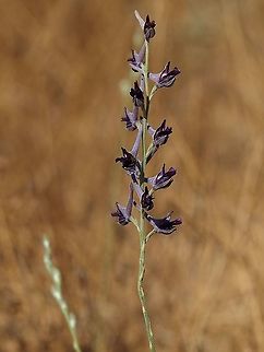 Purple Larkspur Delphinium peregrinum Delphinium peregrinum,Geotagged,Israel,Summer