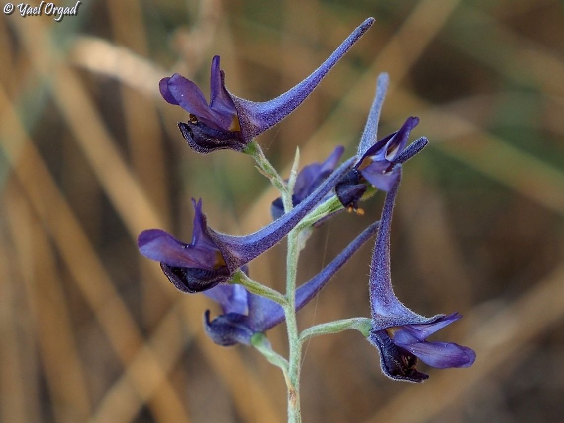 perfect purple  Delphinium peregrinum,Geotagged,Israel,Summer