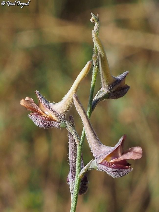 Delphinium peregrinum  Delphinium peregrinum,Geotagged,Israel,Summer