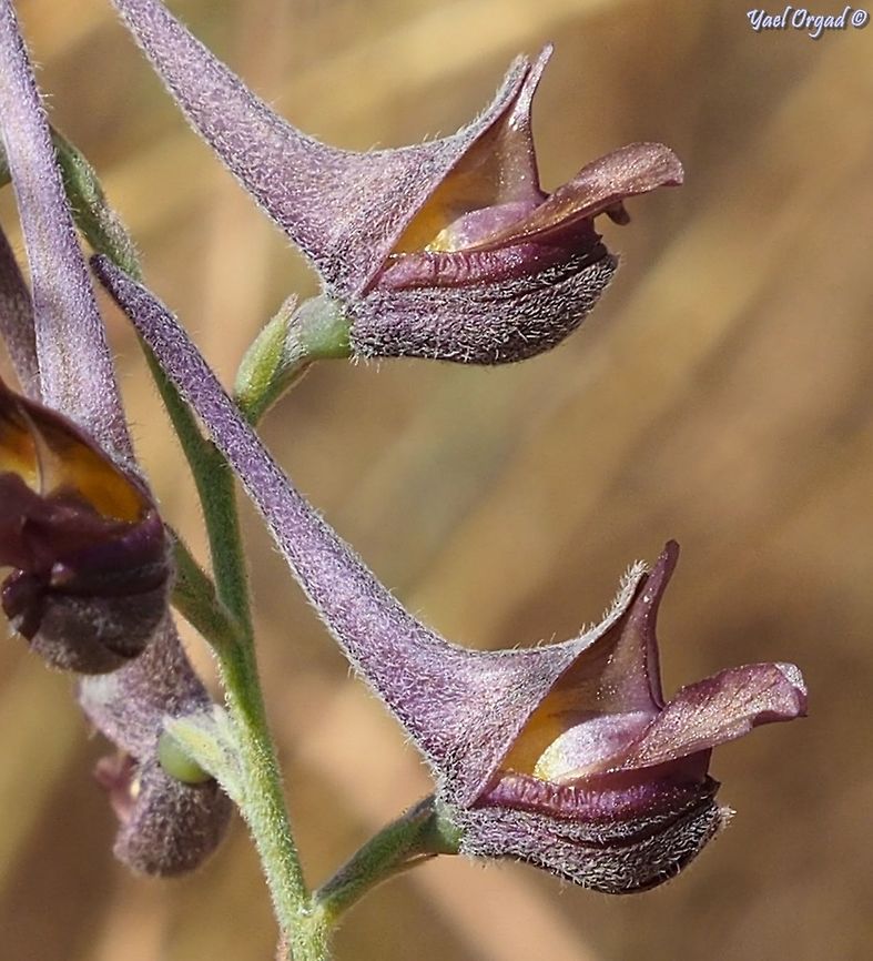 sticking its tongue out... Delphinium peregrinum Delphinium peregrinum,Geotagged,Israel,Summer