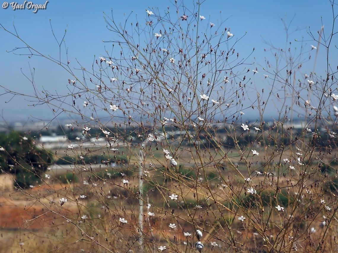 Gypsophila capillaris  Geotagged,Gypsophila capillaris,Israel,Summer
