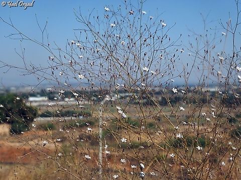 Gypsophila capillaris  Geotagged,Gypsophila capillaris,Israel,Summer