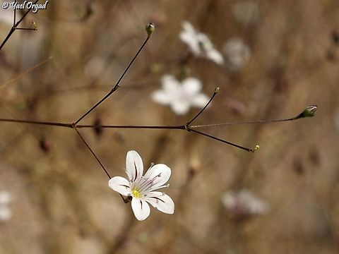 Gypsophila capillaris  Geotagged,Gypsophila capillaris,Israel,Summer