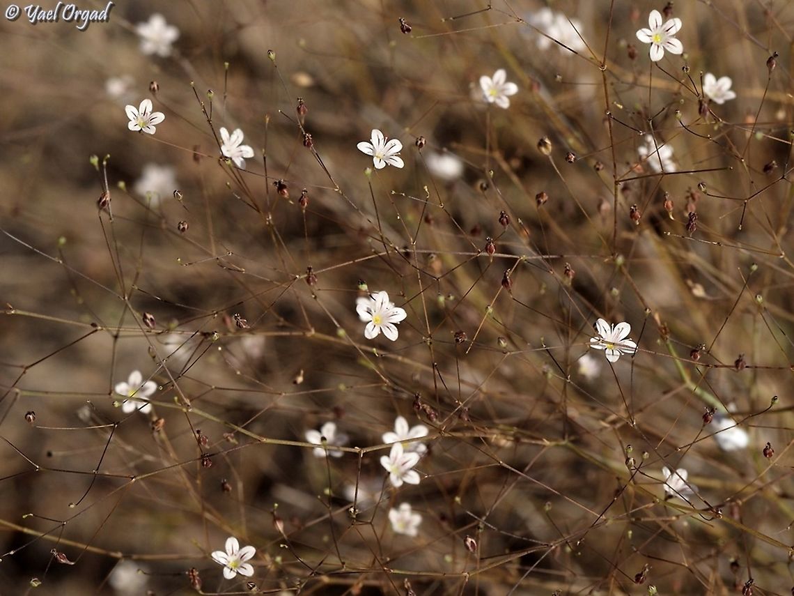 Gypsophila capillaris  Geotagged,Gypsophila capillaris,Israel,Summer