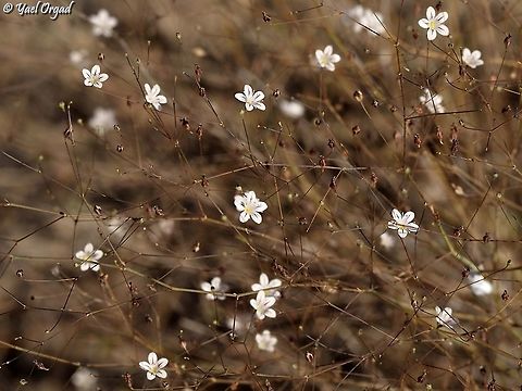 Gypsophila capillaris  Geotagged,Gypsophila capillaris,Israel,Summer