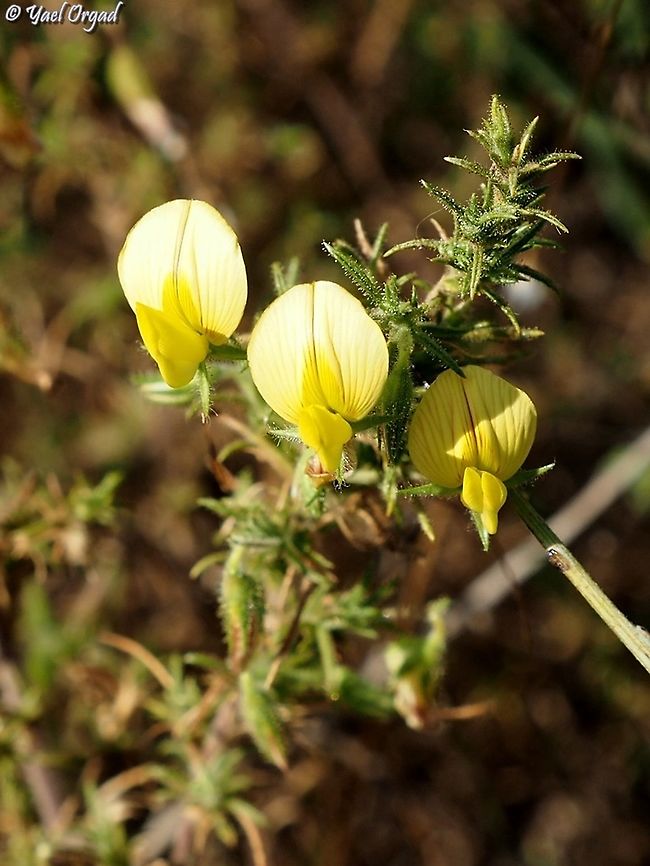 Ononis natrix  Geotagged,Israel,Ononis natrix,Summer